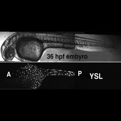  NCBI Organism:Danio rerio; Cell Types:yolk cell Biological process:anterior/posterior axis specification