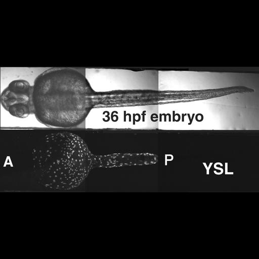  NCBI Organism:Danio rerio; Cell Types:yolk cell Biological process:anterior/posterior axis specification