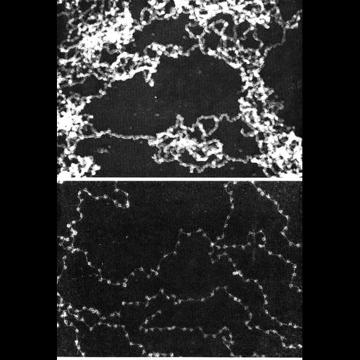  NCBI Organism:Notophthalmus viridescens, Gallus gallus, ; Cell Types:erythrocyte Cell Components:chromatin, nucleosome; Biological process:nucleus organization, chromatin organization;