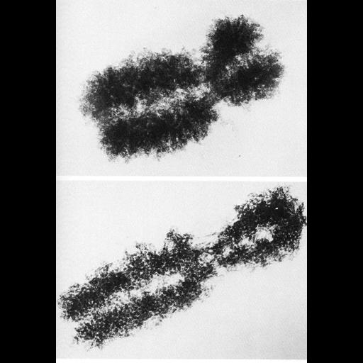  NCBI Organism:Cricetulus griseus; Cell Components:nuclear chromosome, condensed nuclear chromosome, centromeric region; Biological process:nucleus organization, mitotic metaphase, chromatin organization, chromosome organization;