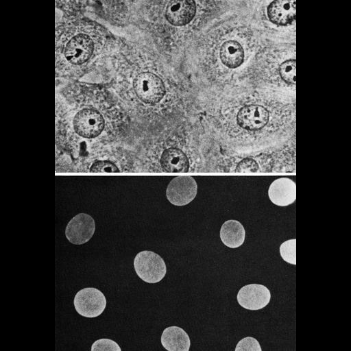  NCBI Organism:Cricetulus griseus; Cell Components:nucleus, nuclear lamina; Biological process:nucleus organization