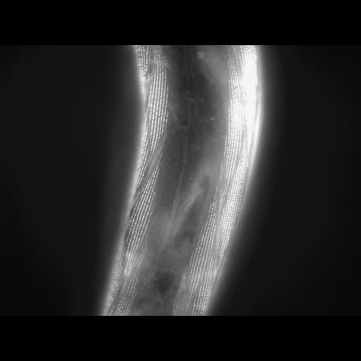  NCBI Organism:Caenorhabditis elegans; Cell Types:muscle cell Cell Components:actin filament Biological process:chronological cell aging