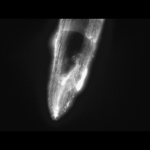  NCBI Organism:Caenorhabditis elegans; Cell Types:muscle cell Cell Components:actin filament Biological process:chronological cell aging