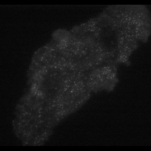  NCBI Organism:Homo sapiens; Cell Types:epithelial cell