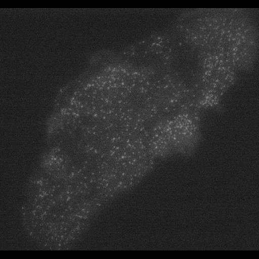  NCBI Organism:Homo sapiens; Cell Types:epithelial cell