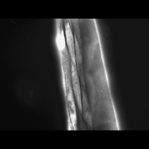  NCBI Organism:Caenorhabditis elegans; Cell Types:muscle cell Cell Components:actin filament Biological process:chronological cell aging