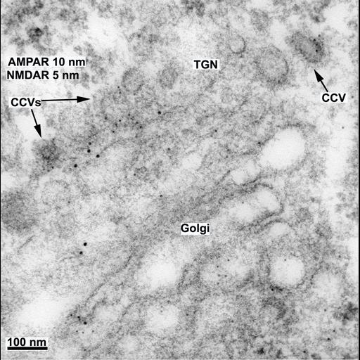  NCBI Organism:Rattus; Cell Types:, ; Cell Components:clathrin coat of trans-Golgi network vesicle, Golgi trans cisterna, Golgi apparatus, N-methyl-D-aspartate selective glutamate receptor complex, alpha-amino-3-hydroxy-5-methyl-4-isoxazolepropionic acid selective glutamate receptor complex;