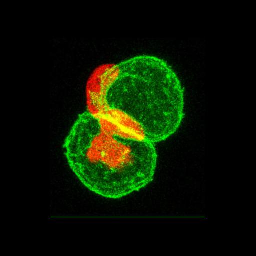  NCBI Organism:Danio rerio; Cell Types:, mucus secreting cell; Biological process:immune system process