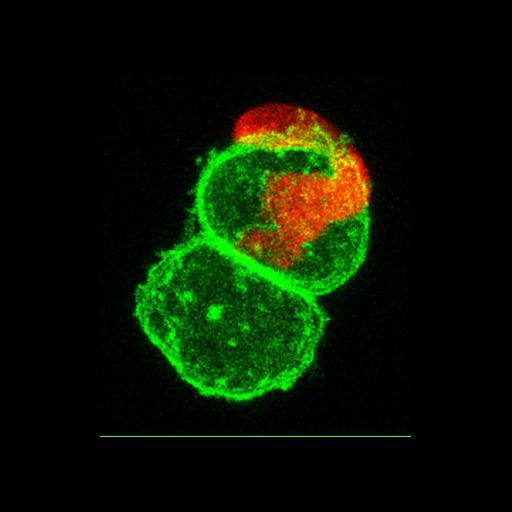  NCBI Organism:Danio rerio; Cell Types:, mucus secreting cell; Biological process:immune system process