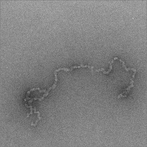  NCBI Organism:Gallus gallus gallus; Cell Types:erythrocyte Cell Components:chromosome, telomeric region Biological process:chromatin assembly