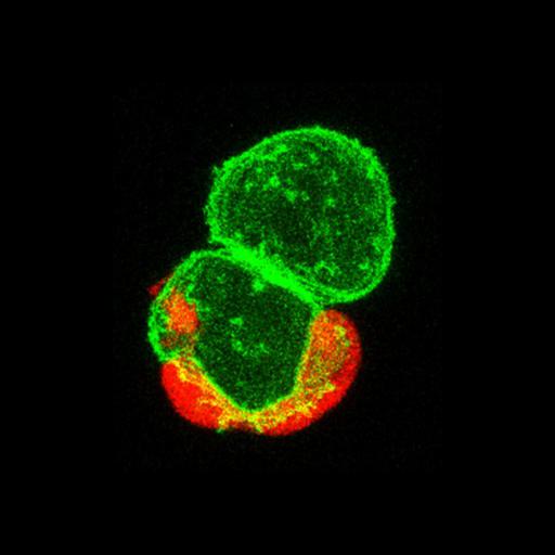  NCBI Organism:Danio rerio; Cell Types:, mucus secreting cell; Biological process:immune system process