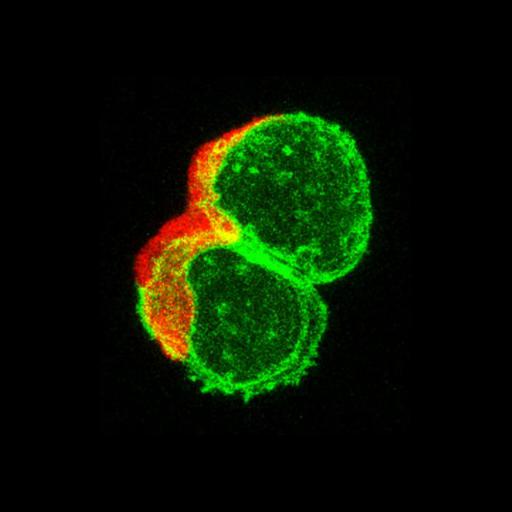  NCBI Organism:Danio rerio; Cell Types:, mucus secreting cell; Biological process:immune system process