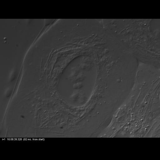  NCBI Organism:Nephrotoma, , ; Cell Types:primary spermatocyte Cell Components:spindle, nuclear chromosome; Biological process:male meiosis chromosome segregation