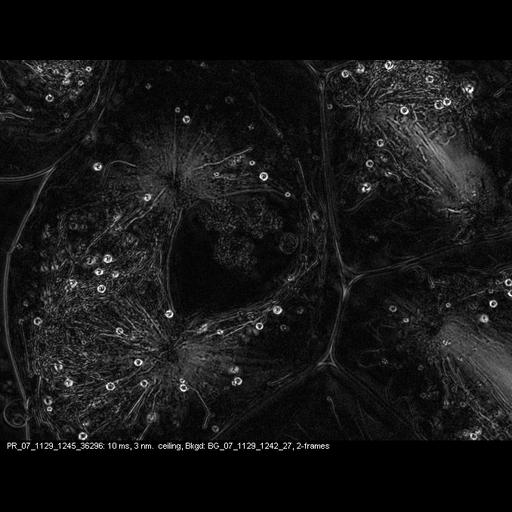  NCBI Organism:Nephrotoma, , ; Cell Types:primary spermatocyte Cell Components:spindle, nuclear chromosome; Biological process:male meiosis chromosome segregation