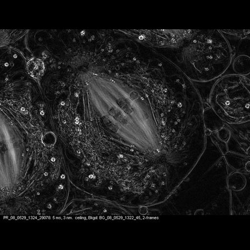  NCBI Organism:Nephrotoma, , ; Cell Types:primary spermatocyte Cell Components:spindle, nuclear chromosome; Biological process:male meiosis chromosome segregation