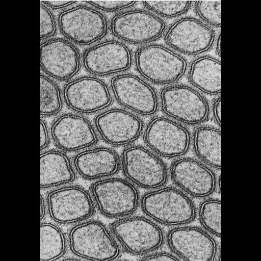  NCBI Organism:Felis catus; Cell Types:epithelial cell, enterocyte; Cell Components:plasma membrane, extracellular region part; Biological process:plasma membrane organization