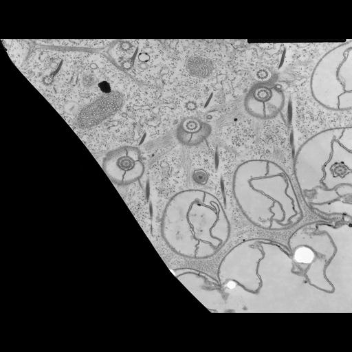  NCBI Organism:Paramecium multimicronucleatum; Cell Types:cell by organism, eukaryotic cell, , ; Cell Components:cell cortex, cortical cytoskeleton, cilium, microtubule basal body, ; Biological process:cortical cytoskeleton organization, plasma membrane organization;