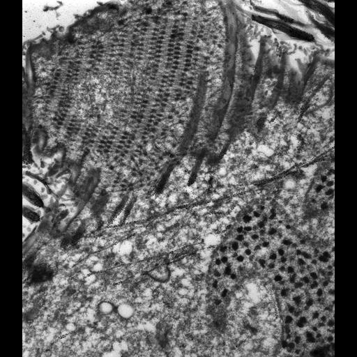  NCBI Organism:Paramecium tetraurelia; Cell Types:cell by organism, eukaryotic cell, , ; Cell Components:cell cortex, cortical microtubule cytoskeleton, cortical microtubule, oral apparatus, macronucleus; Biological process:microtubule cytoskeleton organization, oral apparatus organization, macronucleus organization;