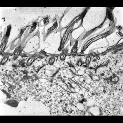  NCBI Organism:Paramecium tetraurelia; Cell Types:cell by organism, eukaryotic cell, , ; Cell Components:cell cortex, cortical microtubule cytoskeleton, cortical microtubule, oral apparatus, axonemal microtubule, microtubule basal body; Biological process:microtubule cytoskeleton organization, oral apparatus organization;