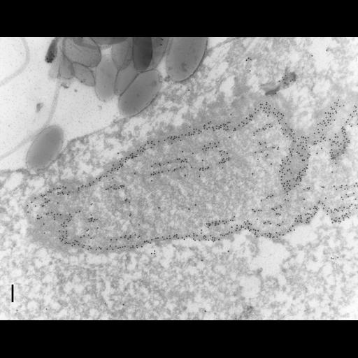  NCBI Organism:Paramecium tetraurelia; Cell Types:cell by organism, eukaryotic cell, , ; Cell Components:micronucleus, nuclear microtubule, nuclear envelope; Biological process:mitotic spindle elongation, nuclear division, microtubule-based process;