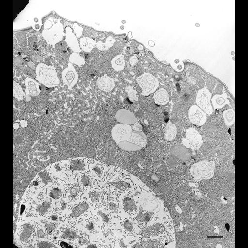  NCBI Organism:Colpoda cucullus; Cell Types:cell by organism, eukaryotic cell, , ; Cell Components:cell cortex, cytoplasm, food vacuole, cilium, microtubule basal body, ; Biological process:, cellular response to food;