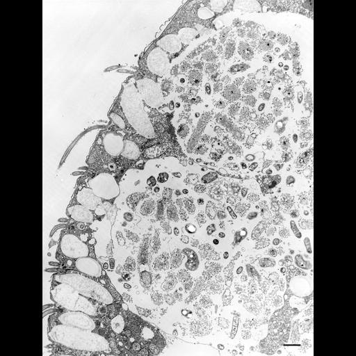  NCBI Organism:Colpoda cucullus; Cell Types:cell by organism, eukaryotic cell, , ; Cell Components:cilium, microtubule basal body, cell cortex, cytoplasm, food vacuole; Biological process:cell motility, digestion;