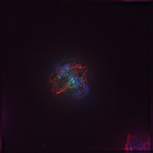  NCBI Organism:Gallus gallus gallus; Cell Types:memory B cell Cell Components:nuclear chromosome, spindle, chromosome, centromeric region; Biological process:mitosis