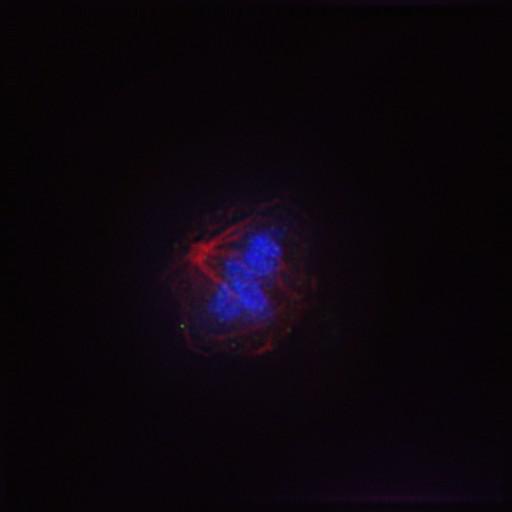  NCBI Organism:Gallus gallus gallus; Cell Types:memory B cell Cell Components:nuclear chromosome, spindle, chromosome, centromeric region; Biological process:mitosis