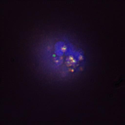  NCBI Organism:Gallus gallus gallus; Cell Types:memory B cell Cell Components:nuclear chromosome, spindle, chromosome, centromeric region; Biological process:mitosis