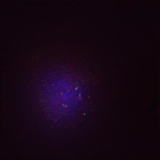  NCBI Organism:Gallus gallus gallus; Cell Types:memory B cell Cell Components:nuclear chromosome, spindle, chromosome, centromeric region; Biological process:mitosis