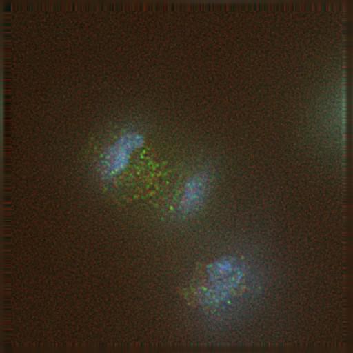  NCBI Organism:Gallus gallus gallus; Cell Types:memory B cell Cell Components:nuclear chromosome, spindle, chromosome, centromeric region; Biological process:mitosis