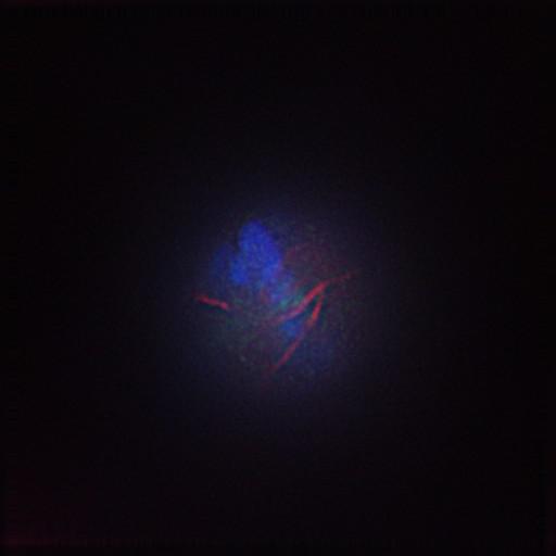  NCBI Organism:Gallus gallus gallus; Cell Types:memory B cell Cell Components:nuclear chromosome, spindle, chromosome, centromeric region; Biological process:mitosis