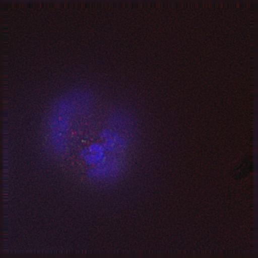  NCBI Organism:Gallus gallus gallus; Cell Types:memory B cell Cell Components:nuclear chromosome, spindle, chromosome, centromeric region; Biological process:mitosis