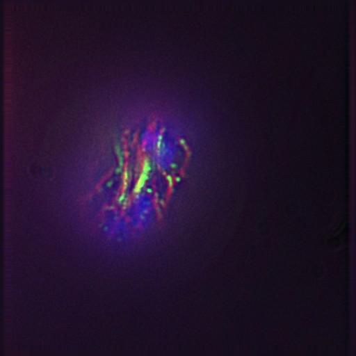  NCBI Organism:Gallus gallus gallus; Cell Types:memory B cell Cell Components:nuclear chromosome, spindle, chromosome, centromeric region; Biological process:mitosis