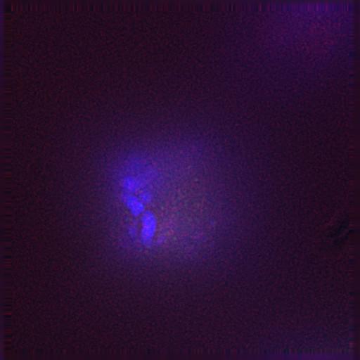  NCBI Organism:Gallus gallus gallus; Cell Types:memory B cell Cell Components:nuclear chromosome, spindle, chromosome, centromeric region; Biological process:mitosis