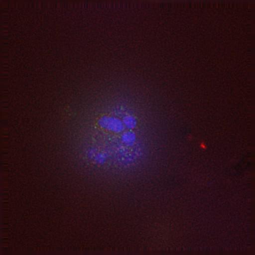  NCBI Organism:Gallus gallus gallus; Cell Types:memory B cell Cell Components:nuclear chromosome, spindle, chromosome, centromeric region; Biological process:mitosis