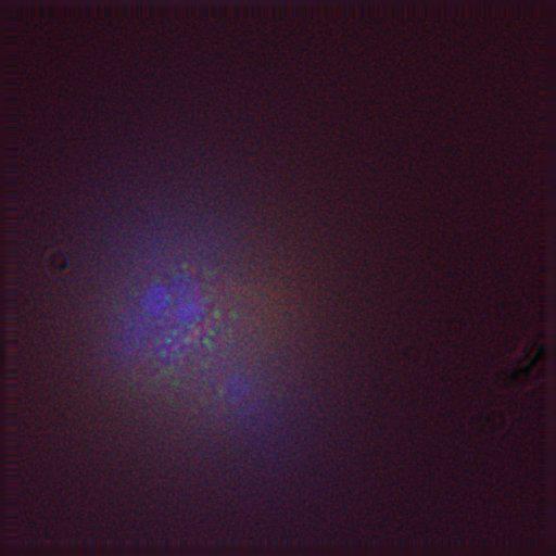  NCBI Organism:Gallus gallus gallus; Cell Types:memory B cell Cell Components:nuclear chromosome, spindle, chromosome, centromeric region; Biological process:mitosis