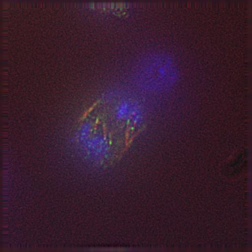  NCBI Organism:Gallus gallus gallus; Cell Types:memory B cell Cell Components:nuclear chromosome, spindle, chromosome, centromeric region; Biological process:mitosis