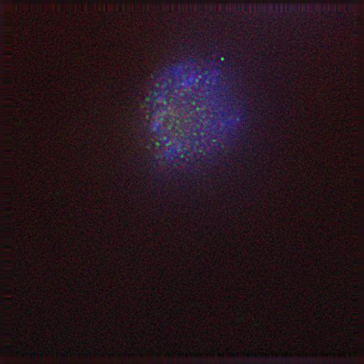  NCBI Organism:Gallus gallus gallus; Cell Types:memory B cell Cell Components:nuclear chromosome, spindle, chromosome, centromeric region; Biological process:mitosis