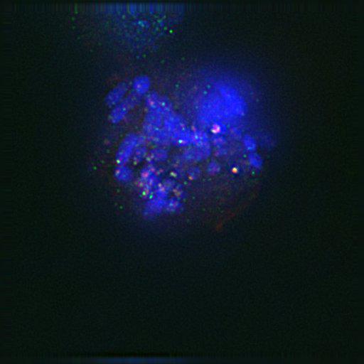  NCBI Organism:Gallus gallus gallus; Cell Types:memory B cell Cell Components:nuclear chromosome, spindle, chromosome, centromeric region; Biological process:mitosis