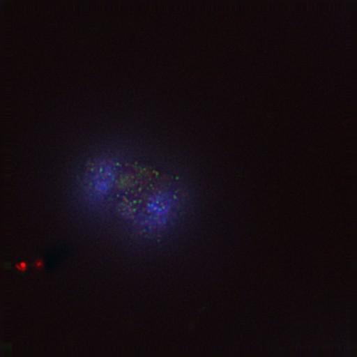  NCBI Organism:Gallus gallus gallus; Cell Types:memory B cell Cell Components:nuclear chromosome, spindle, chromosome, centromeric region; Biological process:mitosis