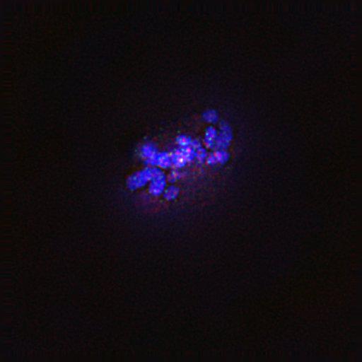  NCBI Organism:Gallus gallus gallus; Cell Types:memory B cell Cell Components:nuclear chromosome, spindle, chromosome, centromeric region; Biological process:mitosis