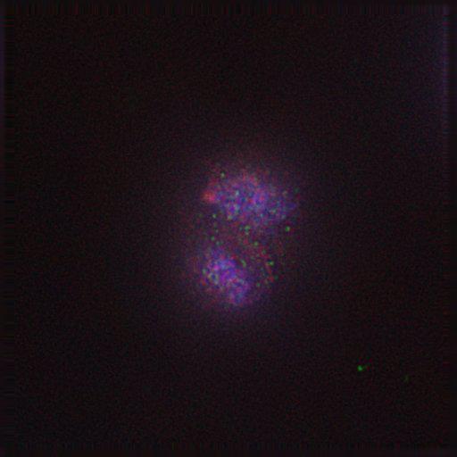  NCBI Organism:Gallus gallus gallus; Cell Types:memory B cell Cell Components:nuclear chromosome, spindle, chromosome, centromeric region; Biological process:mitosis