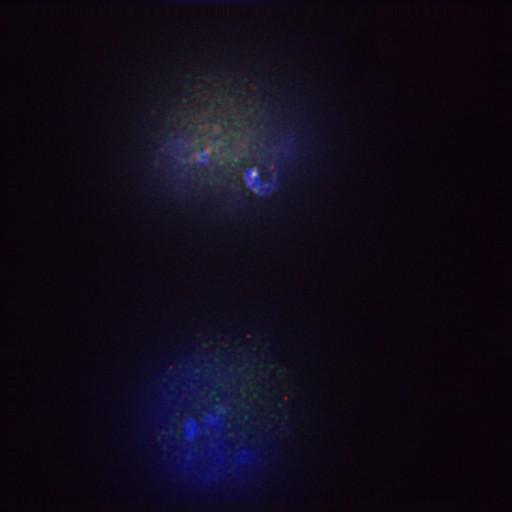  NCBI Organism:Gallus gallus gallus; Cell Types:memory B cell Cell Components:nuclear chromosome, spindle, chromosome, centromeric region; Biological process:mitosis