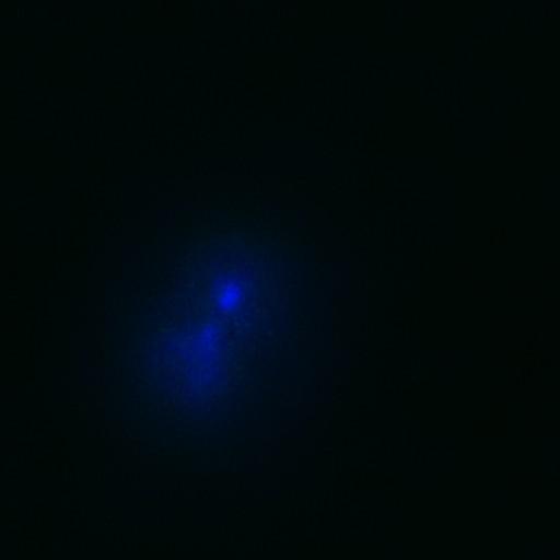  NCBI Organism:Gallus gallus gallus; Cell Types:memory B cell Cell Components:nuclear chromosome, spindle, chromosome, centromeric region; Biological process:mitosis