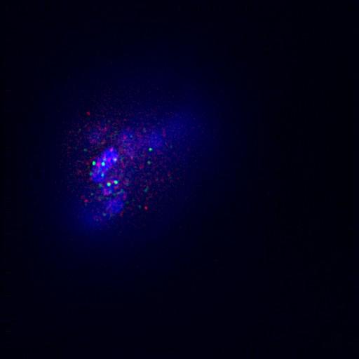  NCBI Organism:Gallus gallus gallus; Cell Types:memory B cell Cell Components:nuclear chromosome, spindle, chromosome, centromeric region; Biological process:mitosis