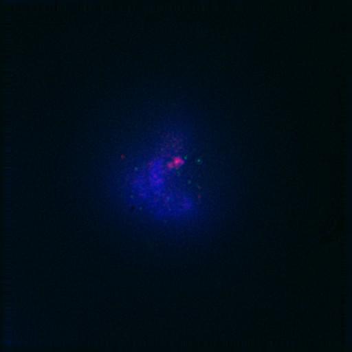  NCBI Organism:Gallus gallus gallus; Cell Types:memory B cell Cell Components:nuclear chromosome, spindle, chromosome, centromeric region; Biological process:mitosis