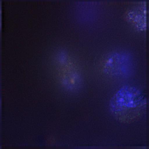  NCBI Organism:Gallus gallus gallus; Cell Types:memory B cell Cell Components:nuclear chromosome, spindle, chromosome, centromeric region; Biological process:mitosis