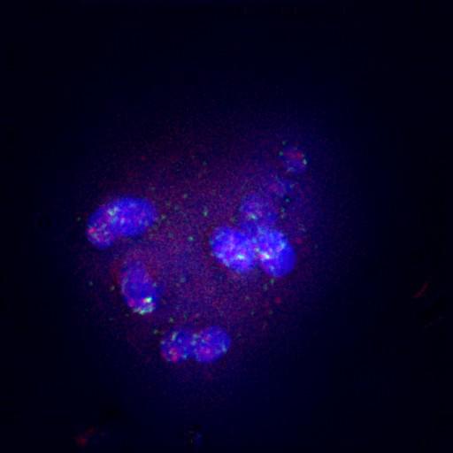  NCBI Organism:Gallus gallus gallus; Cell Types:memory B cell Cell Components:nuclear chromosome, spindle, chromosome, centromeric region; Biological process:mitosis