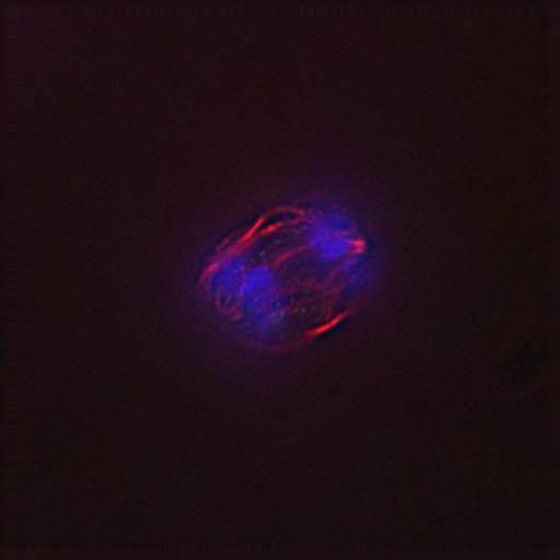  NCBI Organism:Gallus gallus gallus; Cell Types:memory B cell Cell Components:nuclear chromosome, spindle, chromosome, centromeric region; Biological process:mitosis